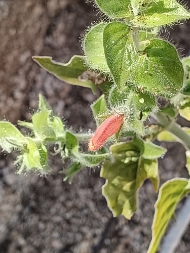 Purpus' Hummingbird Flower (Justicia purpusii)