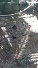 Heraclides anchisiades capys