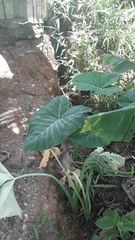 Heraclides anchisiades capys