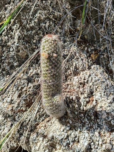 Cochemiea phitauiana, photograph 2