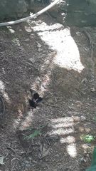 Heraclides anchisiades capys