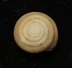 Euchemotrema leaii