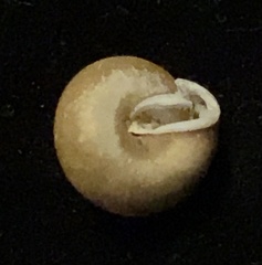 Euchemotrema leaii