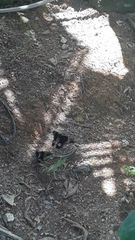 Heraclides anchisiades capys