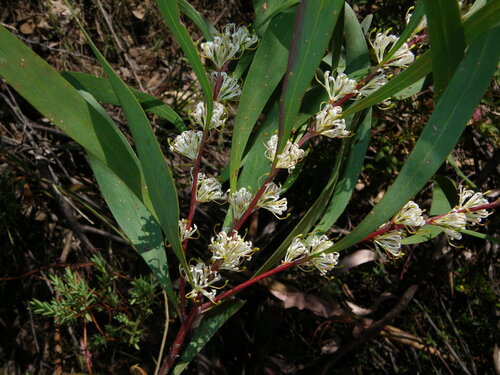 Tree Hakea (Hakea eriantha)