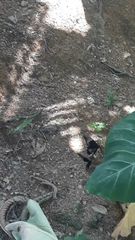 Heraclides anchisiades capys