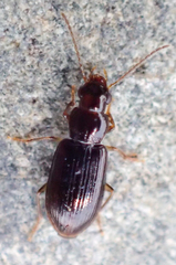 Bradycellus californicus