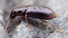 Bradycellus californicus