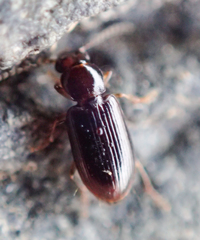 Bradycellus californicus