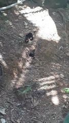 Heraclides anchisiades capys