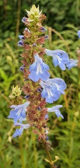 Salvia uliginosa
