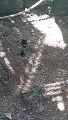 Heraclides anchisiades capys