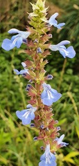 Salvia uliginosa