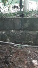 Heraclides anchisiades capys