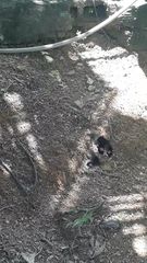 Heraclides anchisiades capys