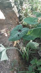 Heraclides anchisiades capys