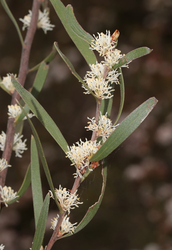 Finger Hakea (Hakea laevipes)