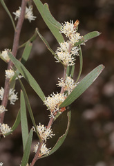 Hakea laevipes, photograph (c) Lachlan Copeland, some rights reserved (CC BY-SA)