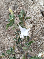 Ruellia leucantha, photograph (c) MarvalPhotography19, some rights reserved (CC BY)