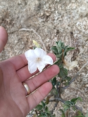 Ruellia leucantha, photograph (c) MarvalPhotography19, some rights reserved (CC BY)