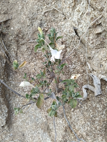 Ruellia leucantha, photograph 6