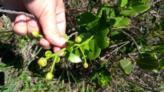 Kielmeyera variabilis