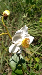Kielmeyera variabilis