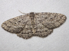 Zermizinga sinuata