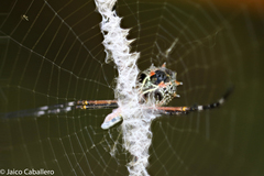 Argiope submaronica