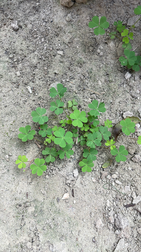 Creeping Woodsorrel