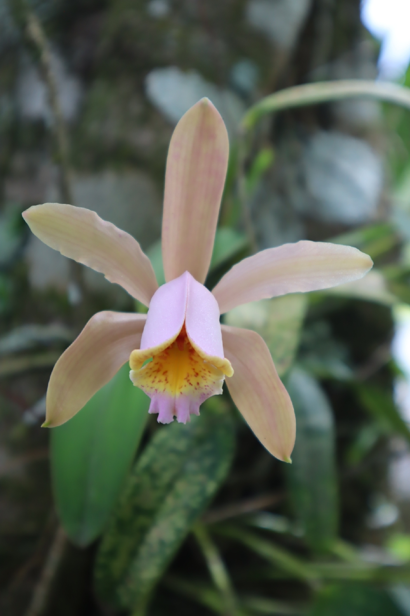 Imagem de Orquídea boca de lobo