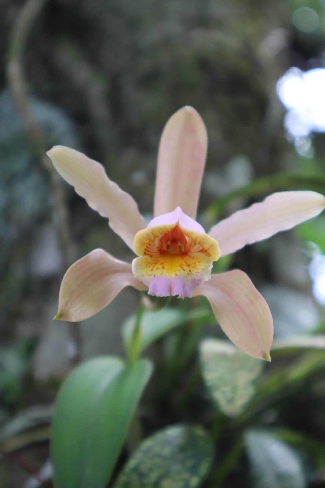 Imagem de Orquídea boca de lobo