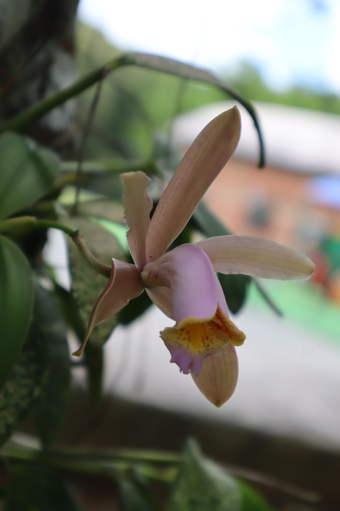 Imagem de Orquídea boca de lobo