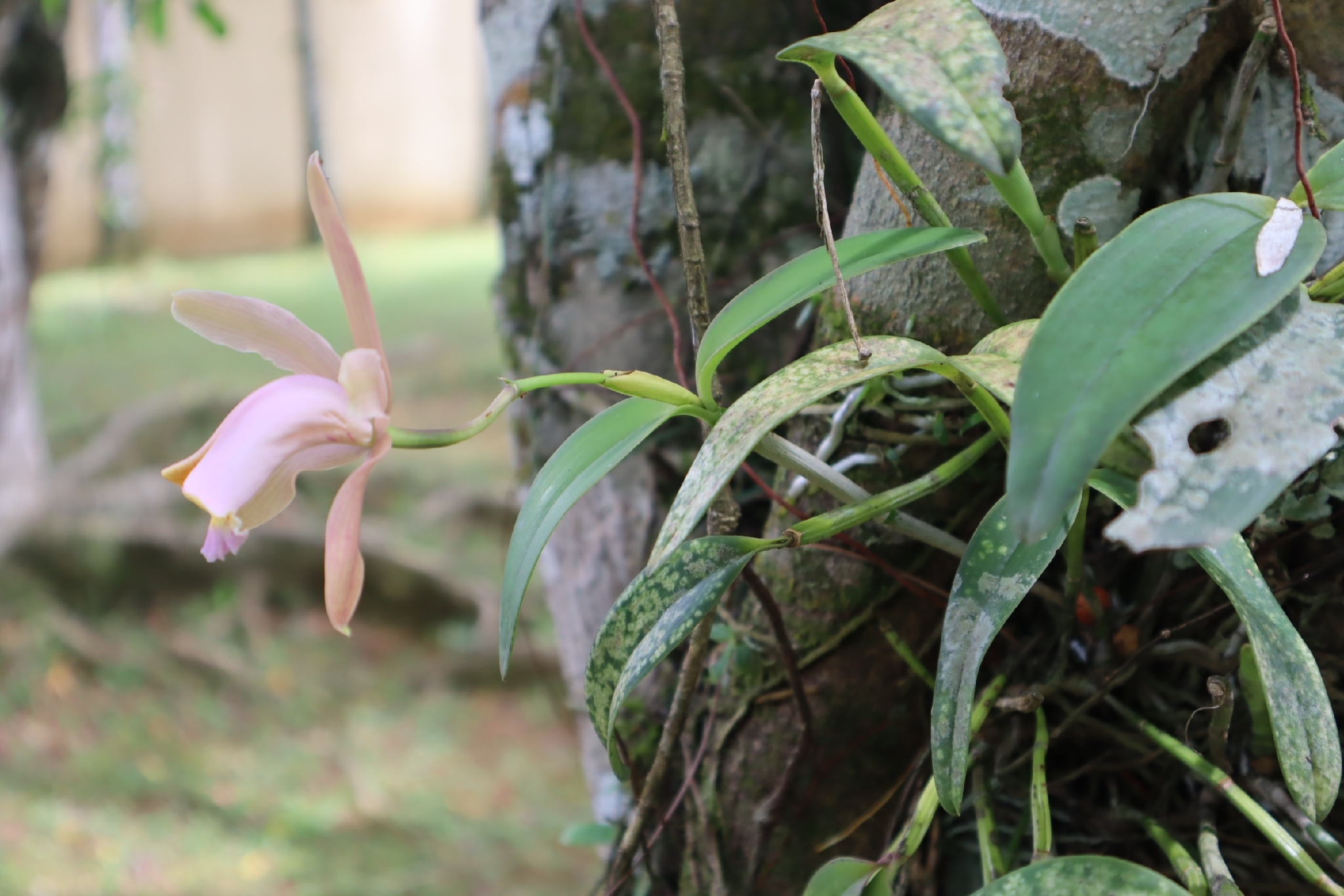 Imagem de Orquídea boca de lobo