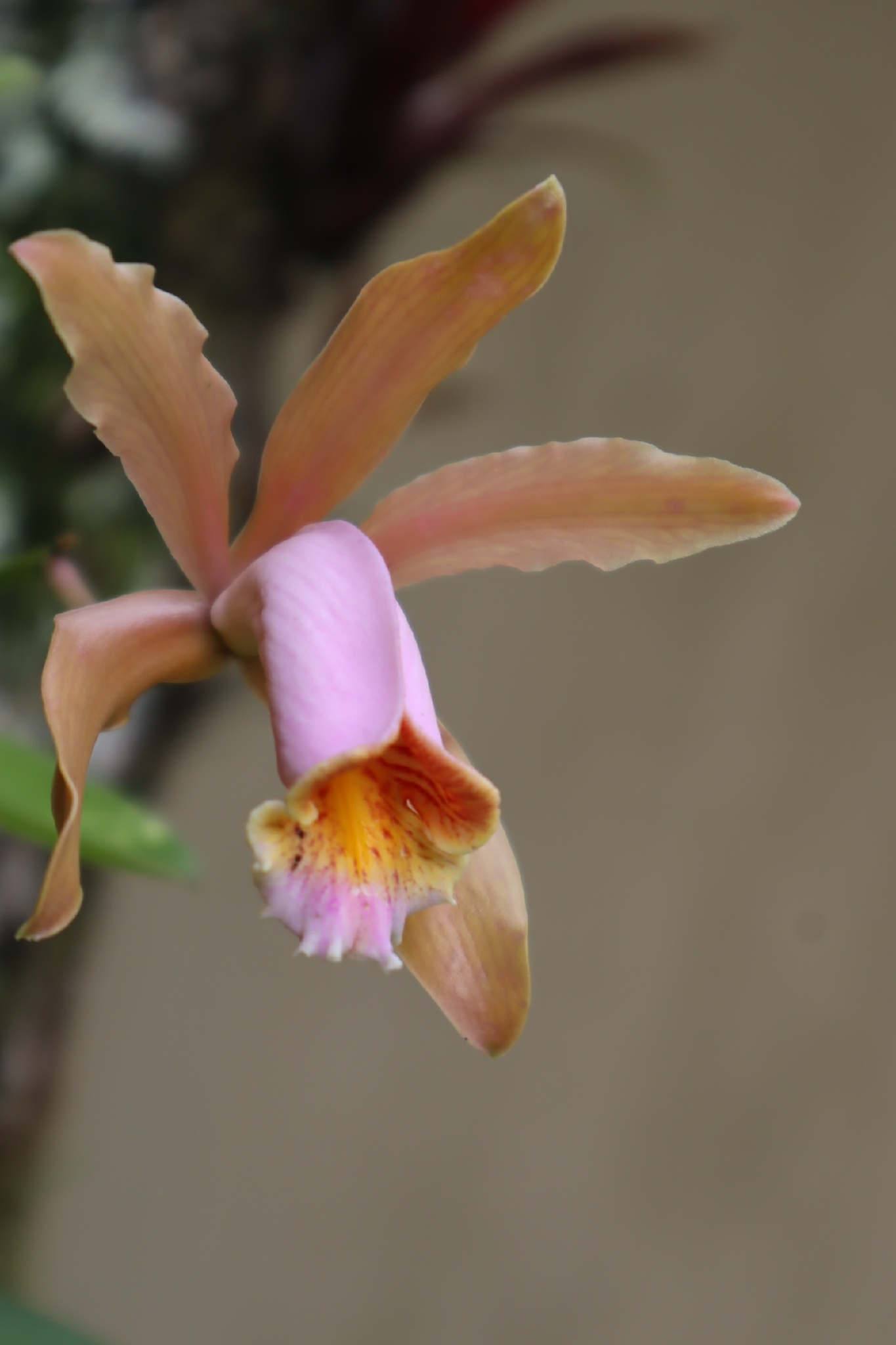 Imagem de Orquídea boca de lobo