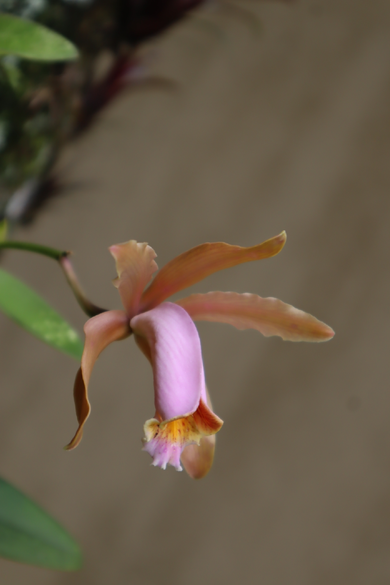 Imagem de Orquídea boca de lobo