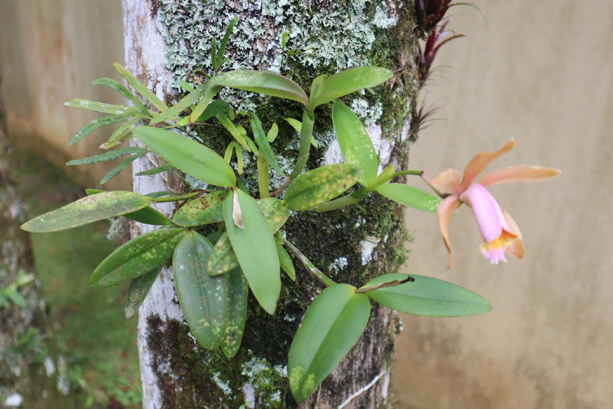 Imagem de Orquídea boca de lobo