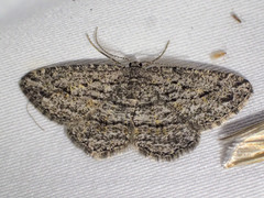 Zermizinga sinuata
