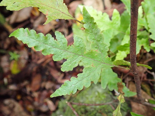 Tectaria fimbriata image
