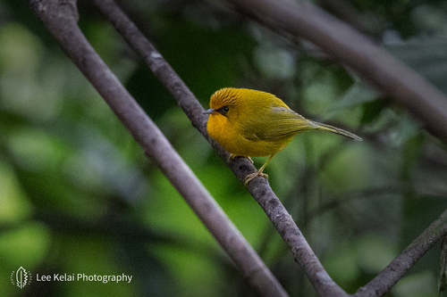 Golden Babbler