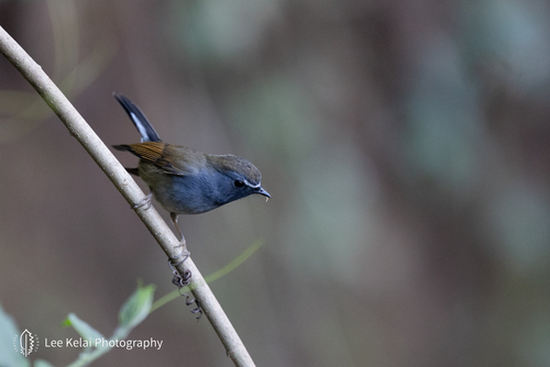 Rufous-gorgeted Flycatcher