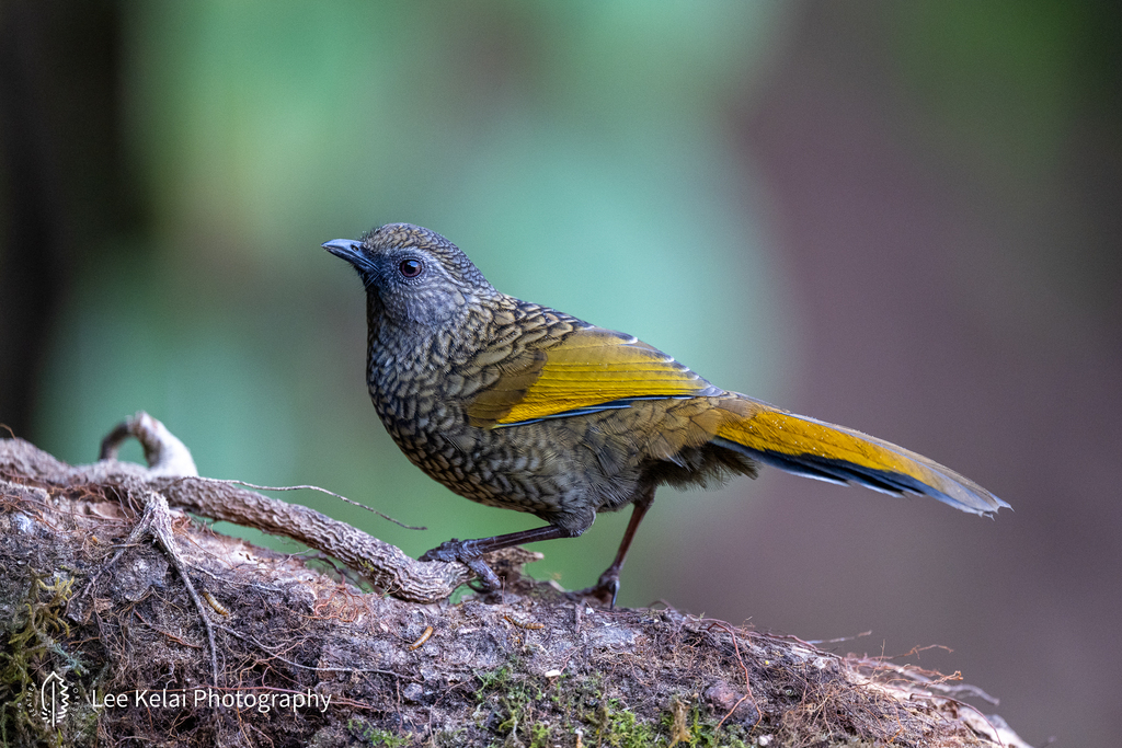 Scaly Laughingthrush