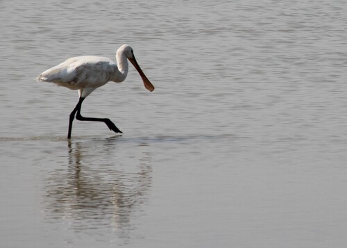 Eurasian Spoonbill