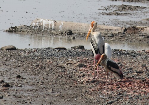 Painted Stork