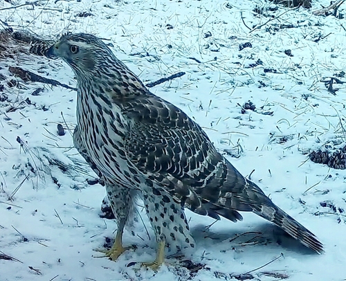American Goshawk photographed in Nebraska
