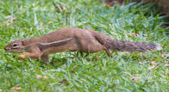 Euxerus erythropus