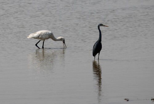 Western Reef Heron