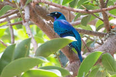 Splendid Starling photo 2
