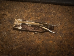 Chaliniastis astrapaea