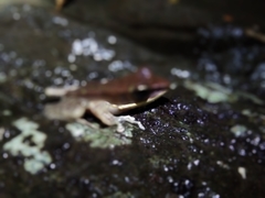 Chalcorana chalconota